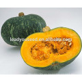 MPU09 Yuanhua profundo amarillo fresco híbrido semillas de calabaza dulce compañía